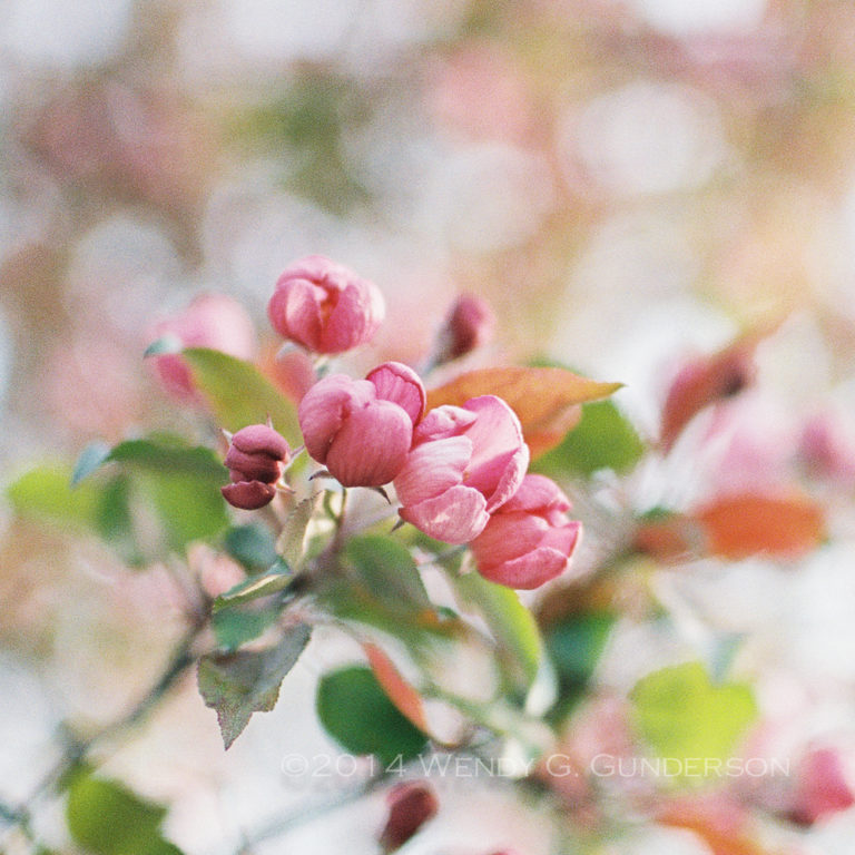 Springtime in Wisconsin