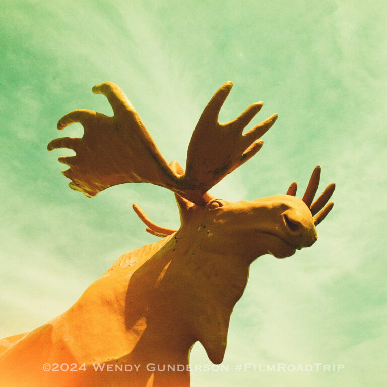 One Moose, Four Films