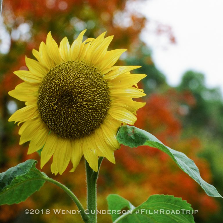 Kodak Ektachrome E100